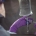Halyard 14261 Purple Nitrile Exam Gloves